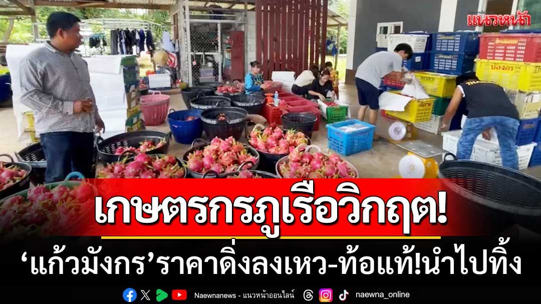 เกษตรกรภูเรือวิกฤต! ‘แก้วมังกรราคาดิ่ง’ ท้อแท้!นำไปทิ้ง-กลับไปปลูกยางพารา