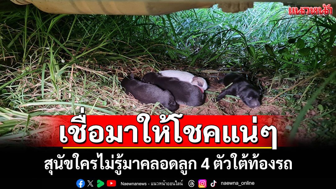 ส่องเลขทะเบียนกระบะลุ้นโชค สุนัขใครไม่รู้แอบมาคลอดลูก 4 ตัวใต้ท้องรถ