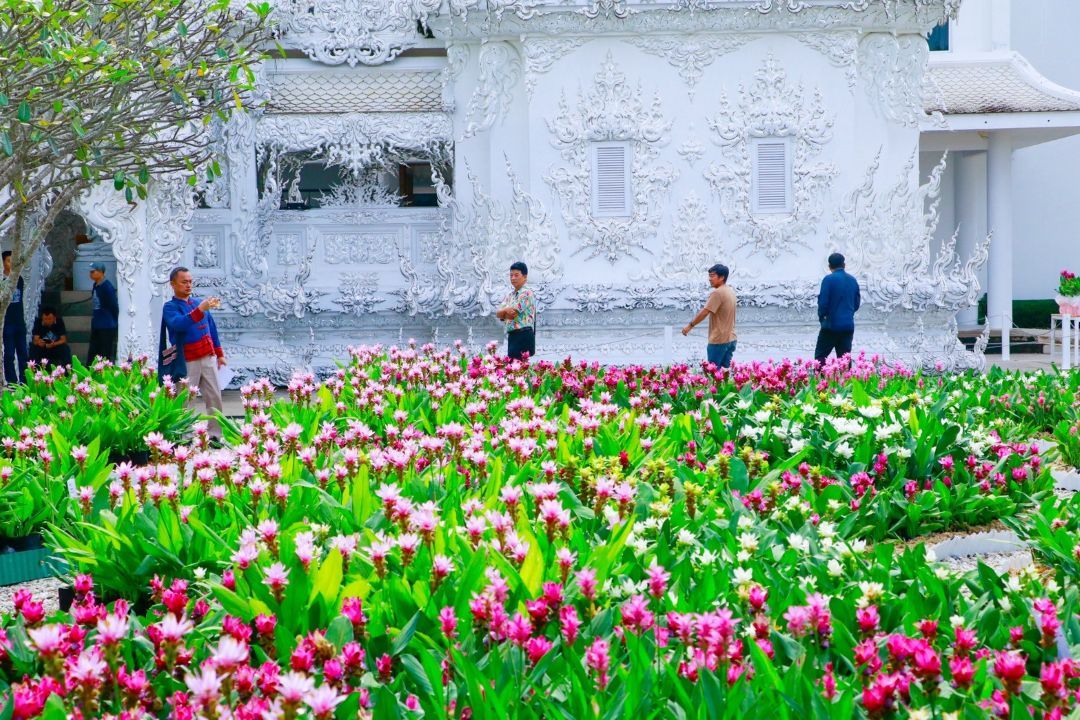 บานสะพรั่ง ‘วัดร่องขุ่น’ ชมเสน่ห์ ‘ดอกปทุมมา’ แปรรูป-เพิ่มมูลค่าไม้ดอก ‘งามเฉิดฉัน ในแดนศิลป์’