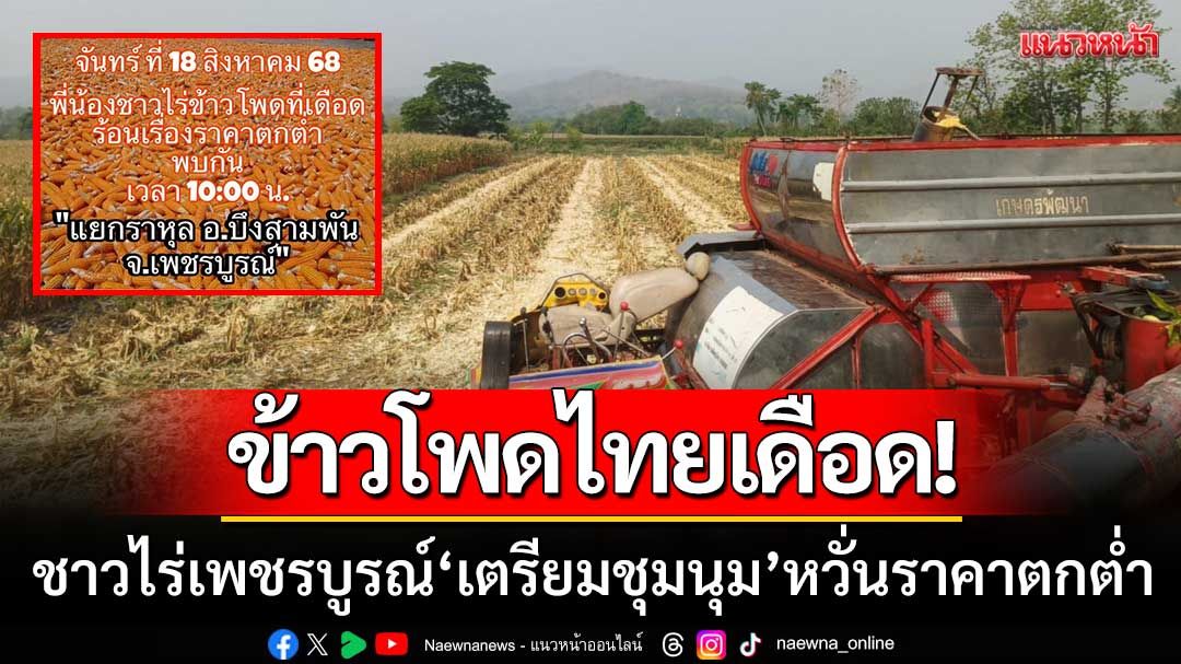 ข้าวโพดไทยเดือด! เกษตรกรเพชรบูรณ์ ‘เตรียมชุมนุมใหญ่’ หวั่นราคาตกต่ำ