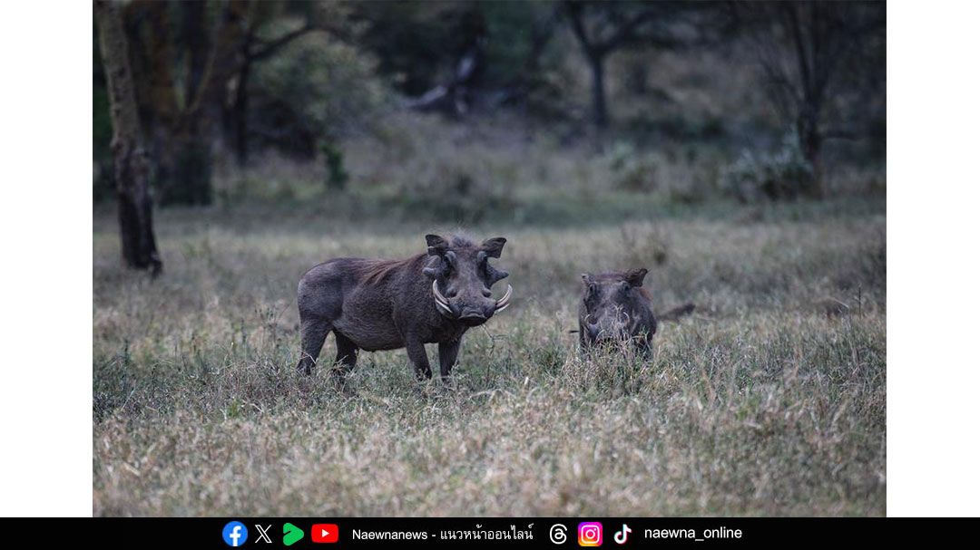 Science Update : ถอดรหัสพันธุกรรม ‘หมูป่า’