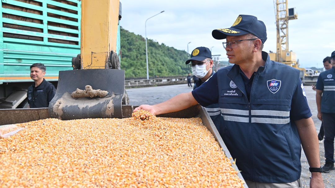 พาณิชย์ ตรวจเข้มข้าวโพดเลี้ยงสัตว์ ป้องกันลักลอบนำเข้า–กดราคารับซื้อ