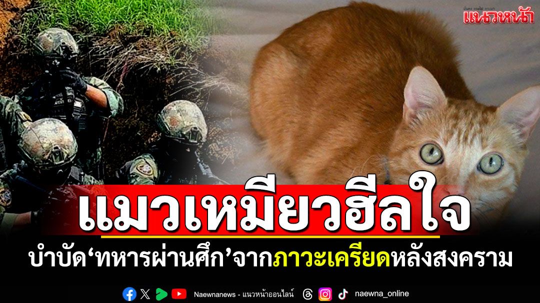 แมวเหมียวฮีลใจ! บำบัด'ทหารผ่านศึก'จากอาการPTSD ภาวะเครียดหลังสงคราม