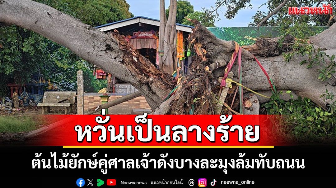 ชาวบ้านใจหาย! ต้นไม้ยักษ์คู่ศาลเจ้าดังบางละมุงล้มทับถนน หวั่นเป็นลางร้าย