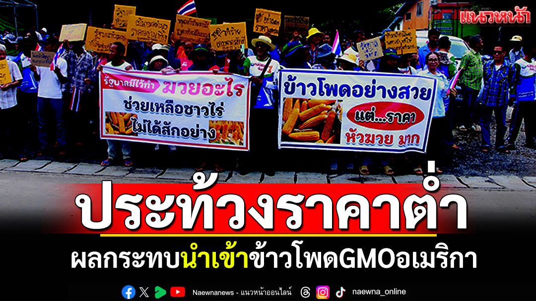ชาวไร่ข้าวโพดเพชรบูรณ์ ประท้วงราคาต่ำ ผลกระทบรัฐนำเข้าข้าวโพดGMOอเมริกา