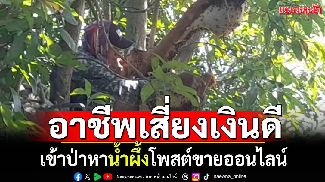 อาชีพเสี่ยงแต่เงินดี เข้าป่าตีรังผึ้ง โพสต์ขายออนไลน์