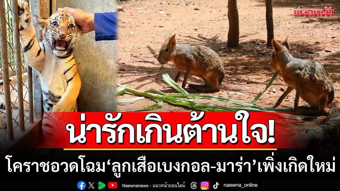 น่ารักเกินต้าน! สวนสัตว์โคราชอวดโฉม ‘ลูกเสือเบงกอล-มาร่า’ ที่เพิ่งเกิดใหม่