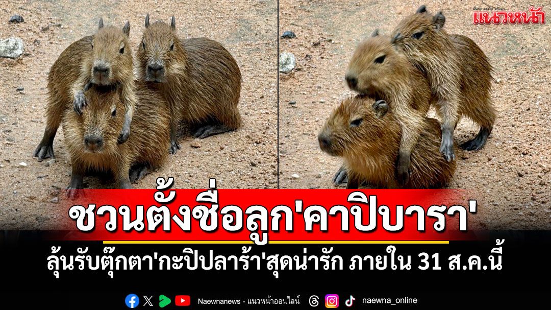 ชวนปชช.ร่วมโหวตตั้งชื่อลูก'คาปิบารา' 3 ตัว ภายใน 31 ส.ค.นี้ ลุ้นรับตุ๊กตา'กะปิปลาร้า'สุดน่ารัก
