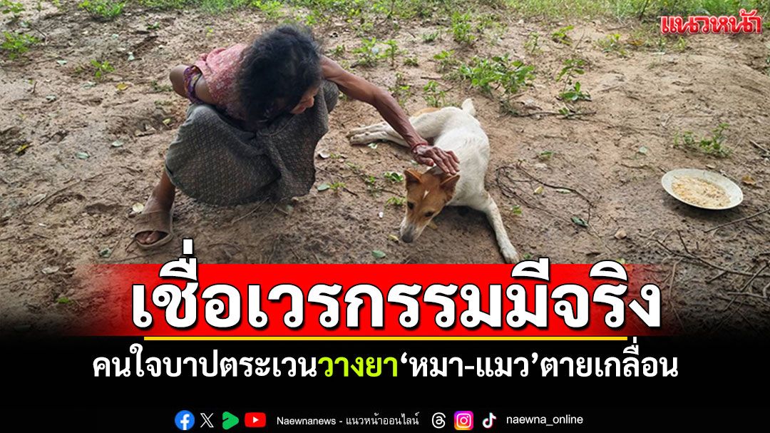 เหี้ยมจริงๆ ตระเวนวางยา'หมา-แมว'ตายเกลื่อน ไม่เว้นแม้หมาของผู้ช่วยผู้ใหญ่บ้าน