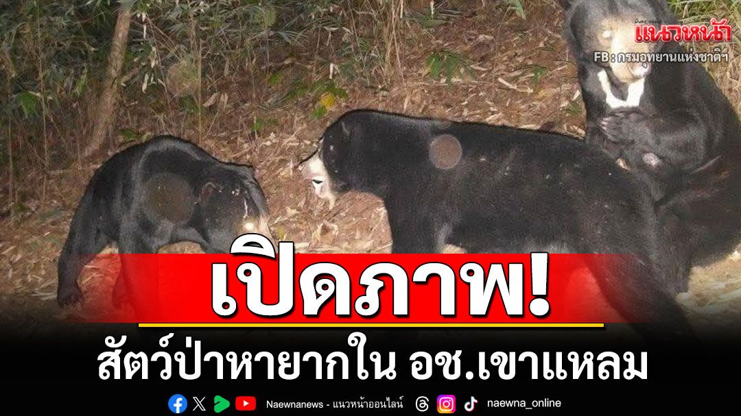 เปิดภาพ! สัตว์ป่าหายากใน​ อช.เขาแหลม สะท้อนความสำเร็จในการอนุรักษ์ผืนป่าตะวันตก