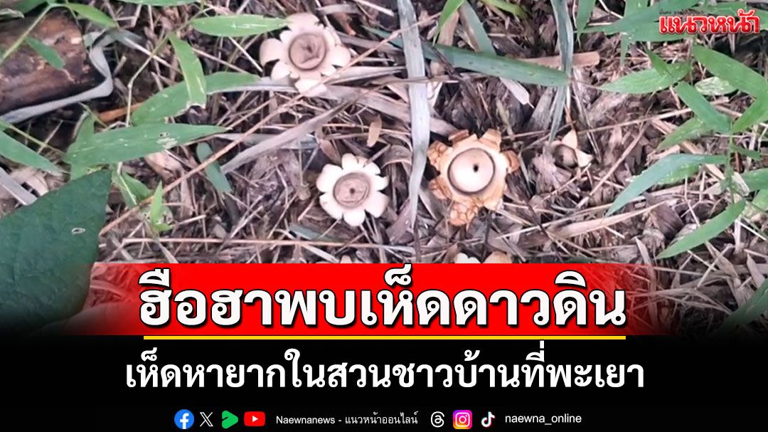 พบ'เห็ดดาวดิน'สุดหายากโผล่ในสวนชาวบ้านที่พะเยา เผยเป็นดัชนีชี้วัดความอุดมสมบูรณ์
