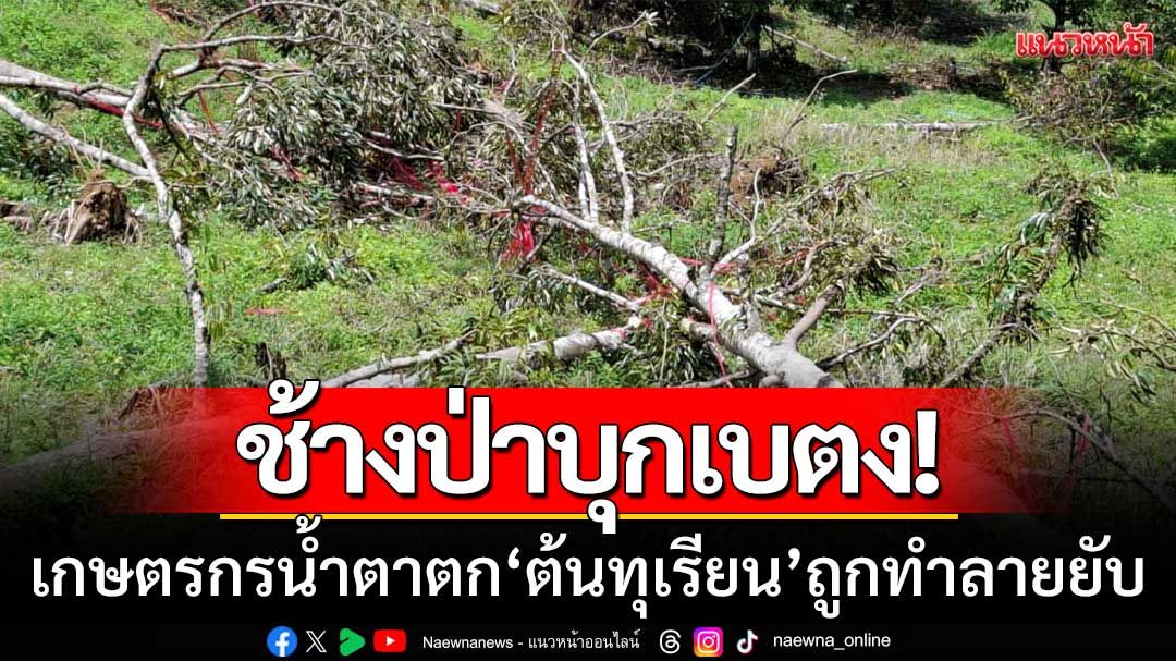 ช้างป่าบุกเบตง! เกษตรกรน้ำตาตก ต้นทุเรียนใกล้เก็บเกี่ยวถูกทำลายยับ