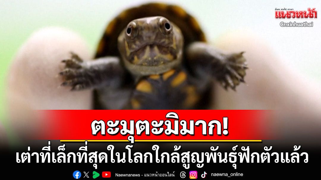 สวนสัตว์เม็กซิโกเผยข่าวดี 'เต่าโคลนวัลลาร์ตา' เต่าที่เล็กที่สุดในโลกฟักตัวแล้ว