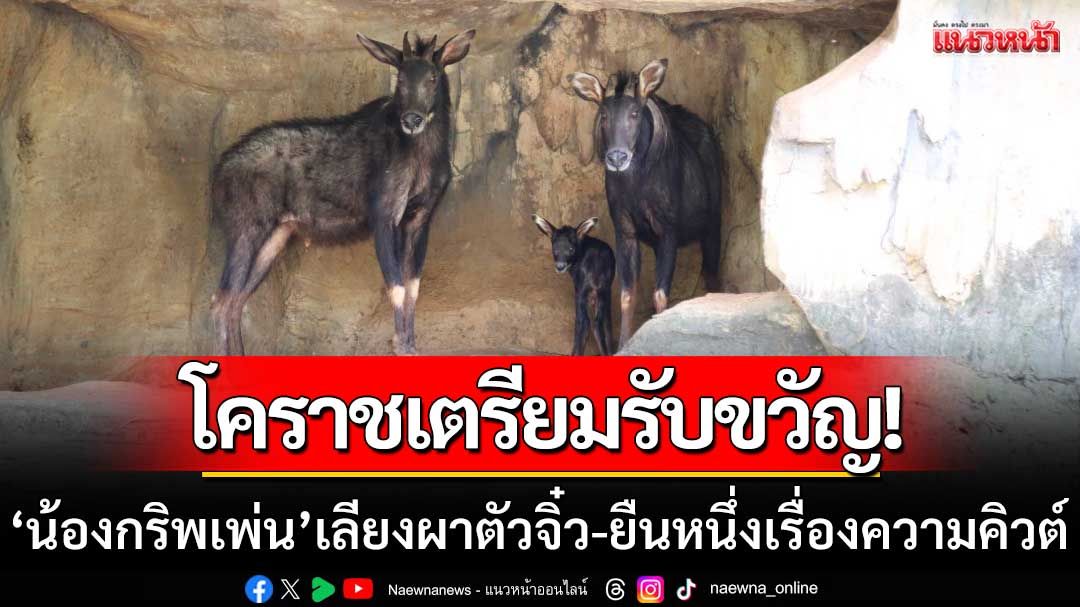 โคราชเตรียมรับขวัญ! ‘น้องกริพเพ่น’ ลูกเลียงผาตัวใหม่-ยืนหนึ่งเรื่องความคิวต์