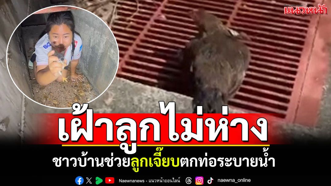 ลูกเจี๊ยบตกท่อ! แม่ไก่เฝ้าไม่ไปไหน ชาวบ้านช่วยปลอดภัย-ดีใจวิ่งซุกใต้ปีกแม่