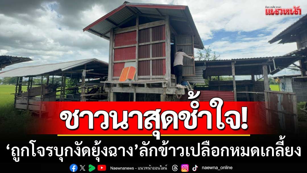 ชาวนามหาสารคามสุดช้ำใจ! ‘ถูกโจรบุกงัดยุ้งฉาง’ ขโมยข้าวเปลือกไปหมดเกลี้ยง