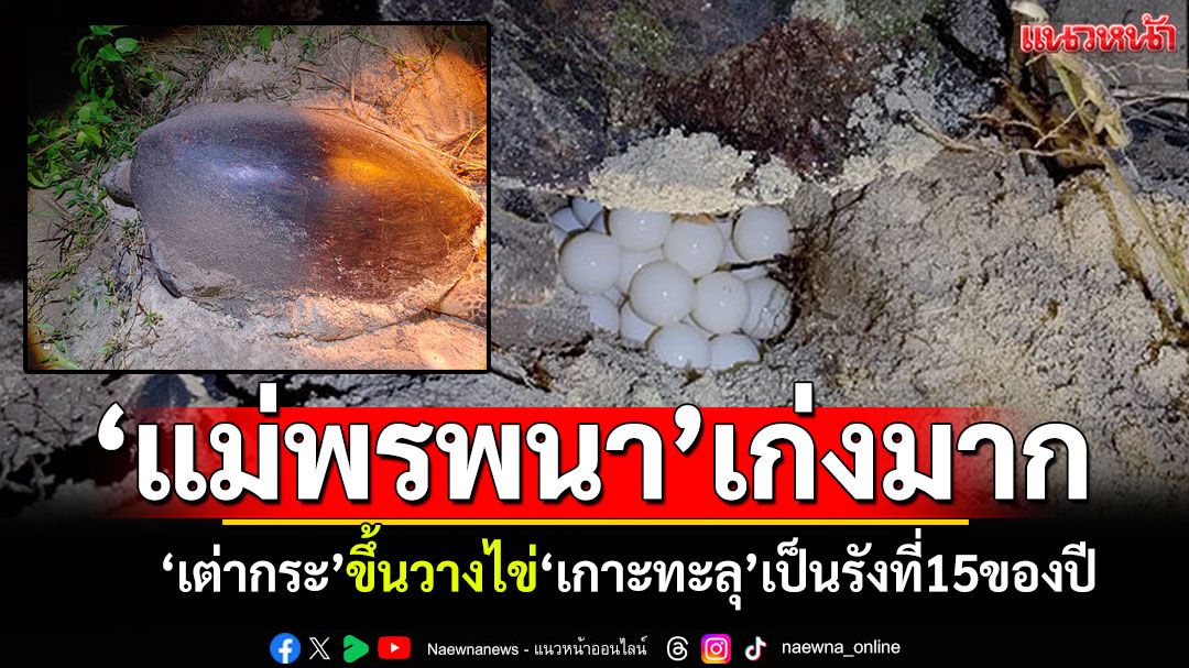 'แม่เต่ากระ'ขึ้นวางไข่เกาะทะลุ อย่างต่อเนื่องมากถึง15รัง ย้ำความสมบูรณ์ทะเลไทย