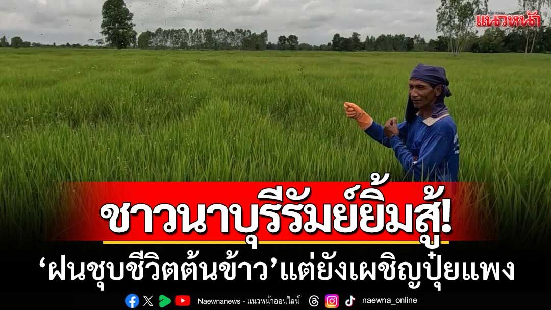 ชาวนาบุรีรัมย์ยิ้มสู้! ‘ฝนชุบชีวิตต้นข้าว’ แต่ยังเผชิญปุ๋ยแพง-วอนช่วยลดต้นทุน