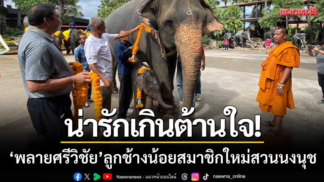 ภาพน่ารักเกินต้าน! สวนนงนุชจัดพิธีรับขวัญ ‘พลายศรีวิชัย’ ลูกช้างน้อยสมาชิกใหม่