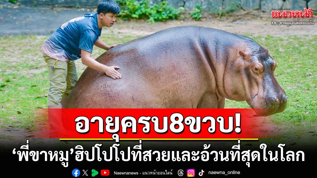 'สวนสัตว์เขาเขียว'ฉลองวันเกิดให้'พี่ขาหมู'ฮิปโปที่สวยที่สุดในโลก อายุครบ8ขวบแล้ว