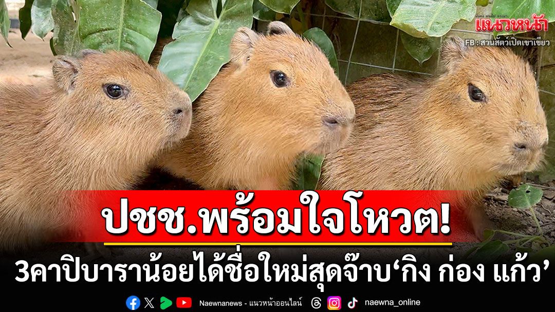 3คาปิบาราน้อยได้ชื่อใหม่สุดจ๊าบ นักท่องเที่ยวพร้อมใจโหวตให้ถล่มทลาย