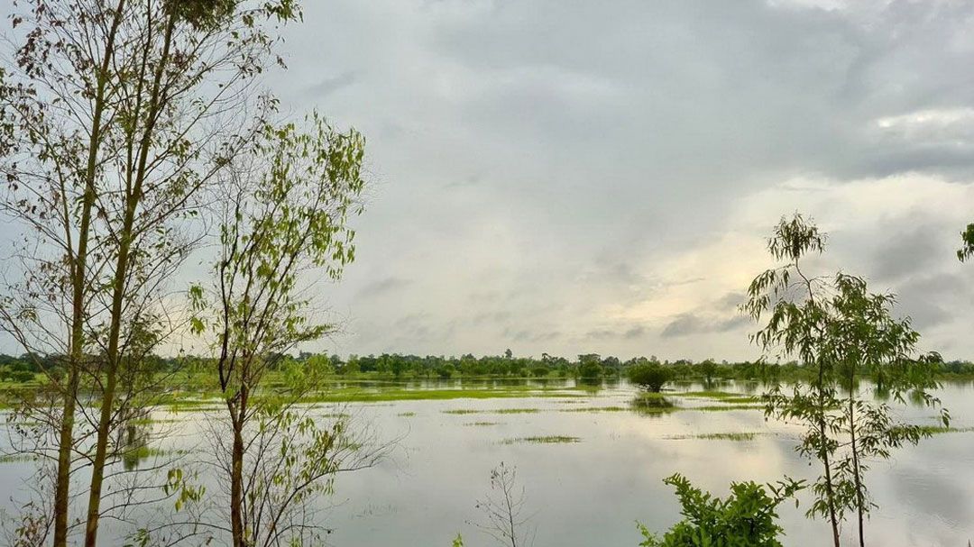 นาข้าวอีสานล่ม ฝนกระหน่ำหนักหลายวัน อำนาจเจริญจมน้ำ500ไร่
