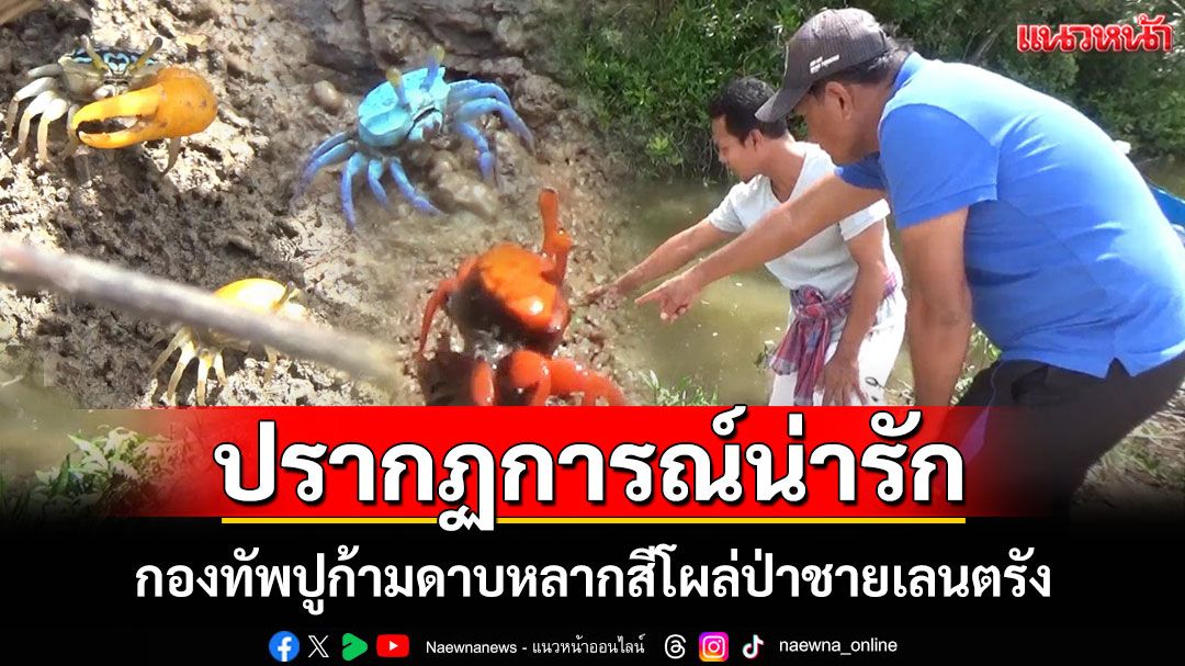 เผยภาพ 'กองทัพปูก้ามดาบหลากสี' ออกอวดโฉมริมป่าชายเลนที่ตรัง
