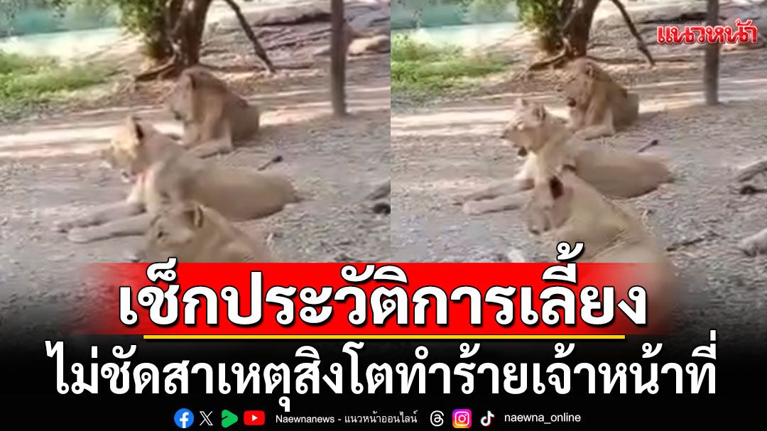 กรมอุทยานฯ สั่งเช็กประวัติการเลี้ยงสิงโต ไม่ชัดสาเหตุทำร้ายเจ้าหน้าที่ จนเสียชีวิต
