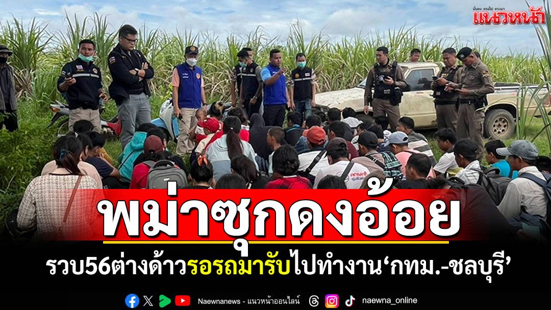 รวบ56แรงงานพม่าซุกดงอ้อย รอรถมารับไปทำงาน กทม.-ชลบุรี