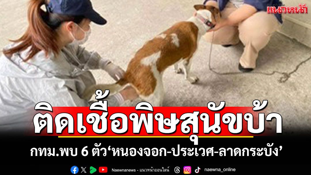 'โรคพิษสุนัขบ้า'กทม.พบติดเชื้อ 6 ตัว เขต'หนองจอก-ประเวศ-ลาดกระบัง' เร่งฉีดวัคซีนทำหมัน