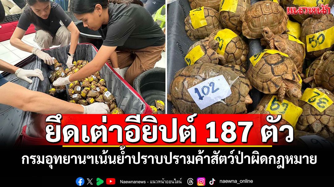 ยึดเต่าอียิปต์ 187 ตัว กรมอุทยานฯเน้นย้ำปราบปรามค้าสัตว์ป่าผิดกฎหมาย