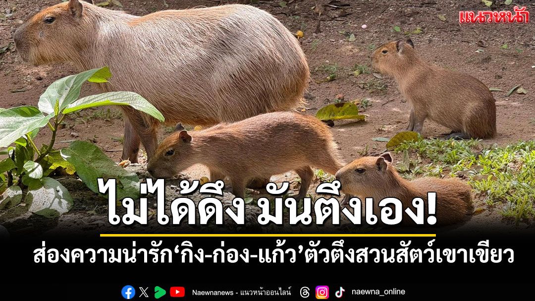 ไม่ได้ดึง มันตึงเอง! ส่องความน่ารัก‘กิง-ก่อง-แก้ว’ตัวตึงแห่งสวนสัตว์เขาเขียว