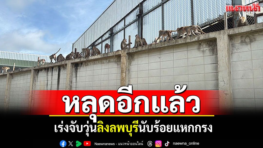 หลุดอีกแล้ว! เร่งจับวุ่นลิงนับร้อย แหกกรง'สวนอนุบาลลิงลพบุรี'