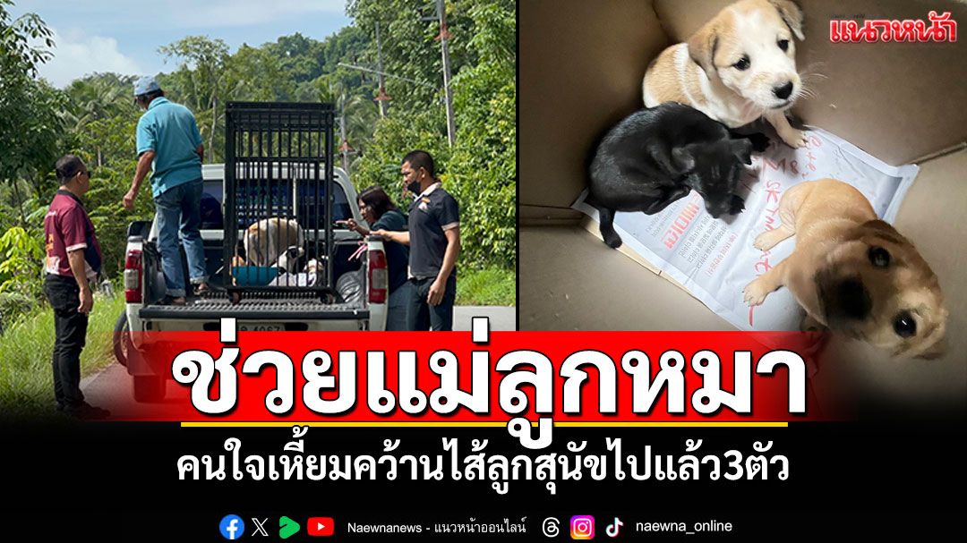 คนใจเหี้ยม! ทารุณคว้านไส้ลูกสุนัข3ตัว 'เดอะโฮปสงขลา'ตั้งรางวัลตามล่ารับผิด