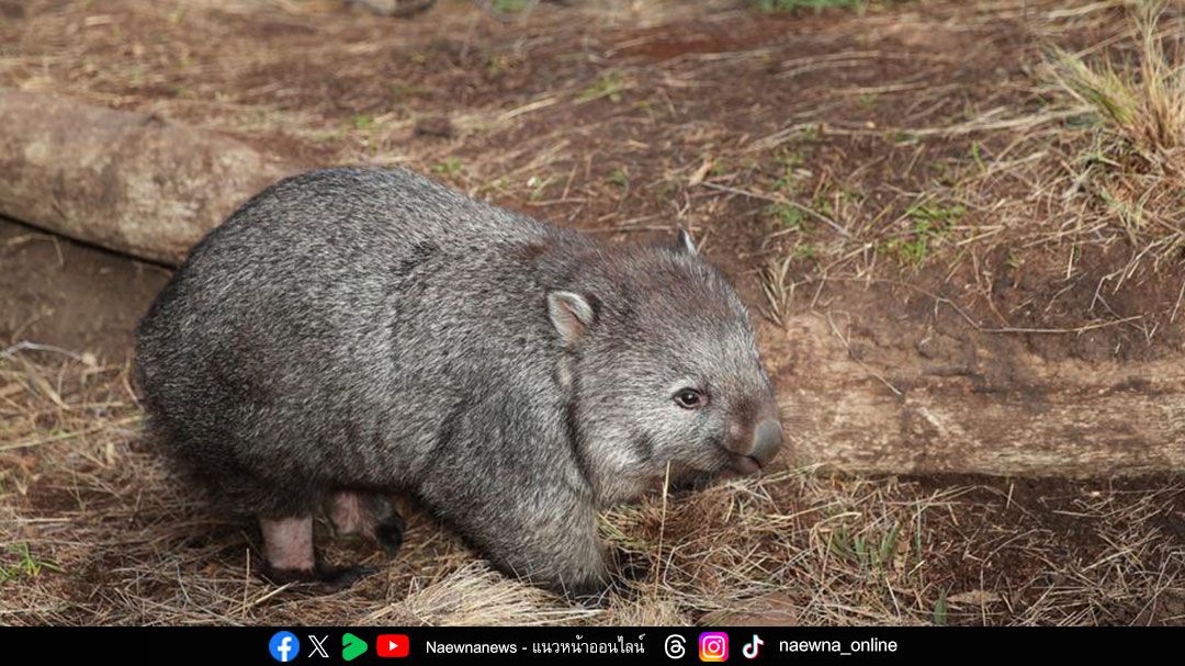 Science Update : ‘โดรนตรวจจับความร้อน’ ติดตามสัตว์พื้นเมืองใกล้สูญพันธุ์