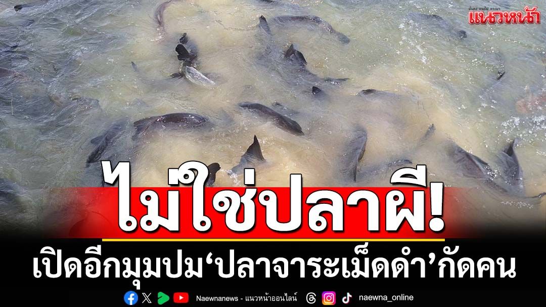 ไม่ใช่ปลาผี! ชาวบ้านอุดรฯเปิดอีกมุมปม‘ปลาจาระเม็ดดำ’กัดคนที่ศาลปู่ตาบ้านหนองขุ่น