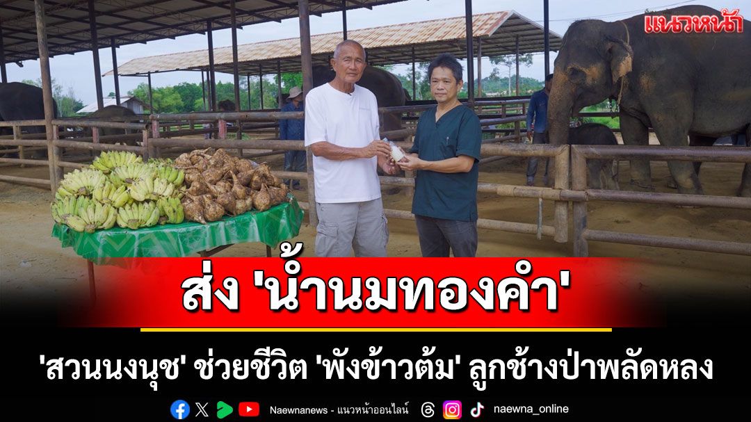 'สวนนงนุช' ส่ง 'น้ำนมทองคำ' จากแม่ช้าง ช่วยชีวิต 'พังข้าวต้ม' ลูกช้างป่าพลัดหลง