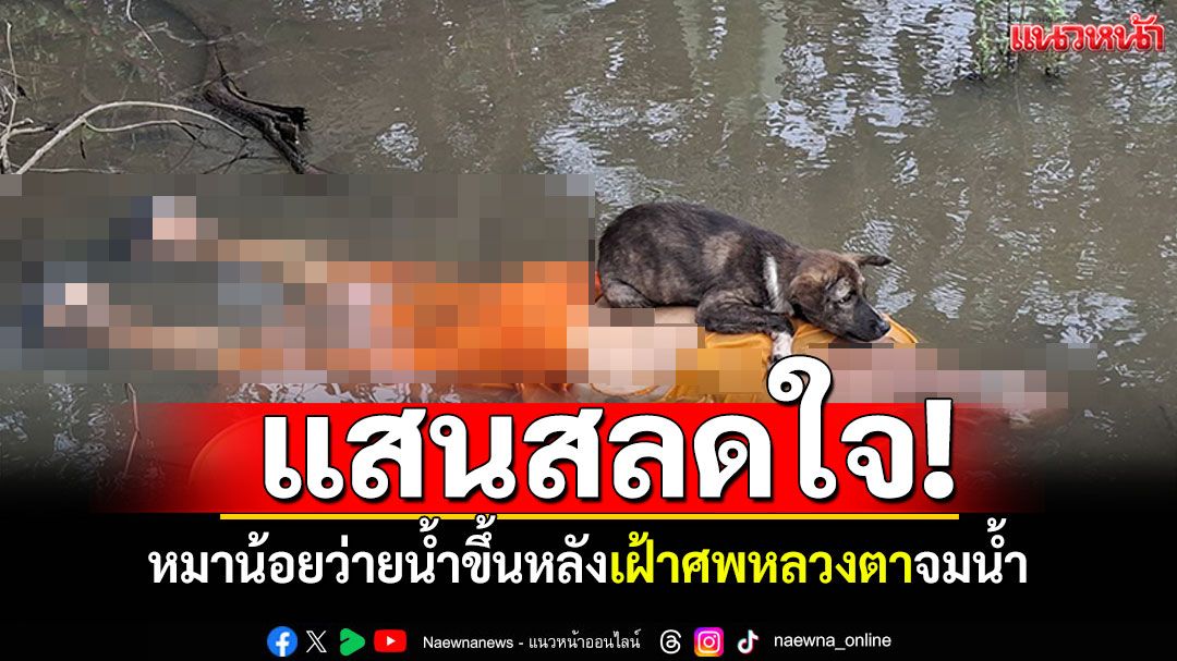 ภาพสลดใจ! หมาน้อยว่ายน้ำขึ้นหลัง เฝ้าศพ'หลวงตา'จมน้ำมรณภาพ