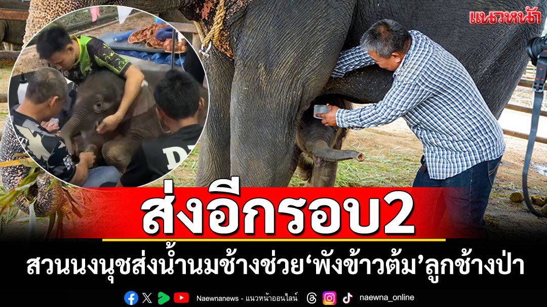 ภารกิจชุด2! สวนนงนุชส่งน้ำนมช้าง ให้'พังข้าวต้ม'ลูกช้างป่าพลัดหลง