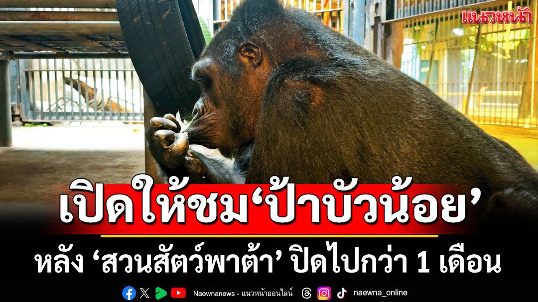 เปิดให้ชมแล้ว 'ป้าบัวน้อย' กอริลล่าตัวเดียวในประเทศไทย หลังปิดไปกว่า 1 เดือน
