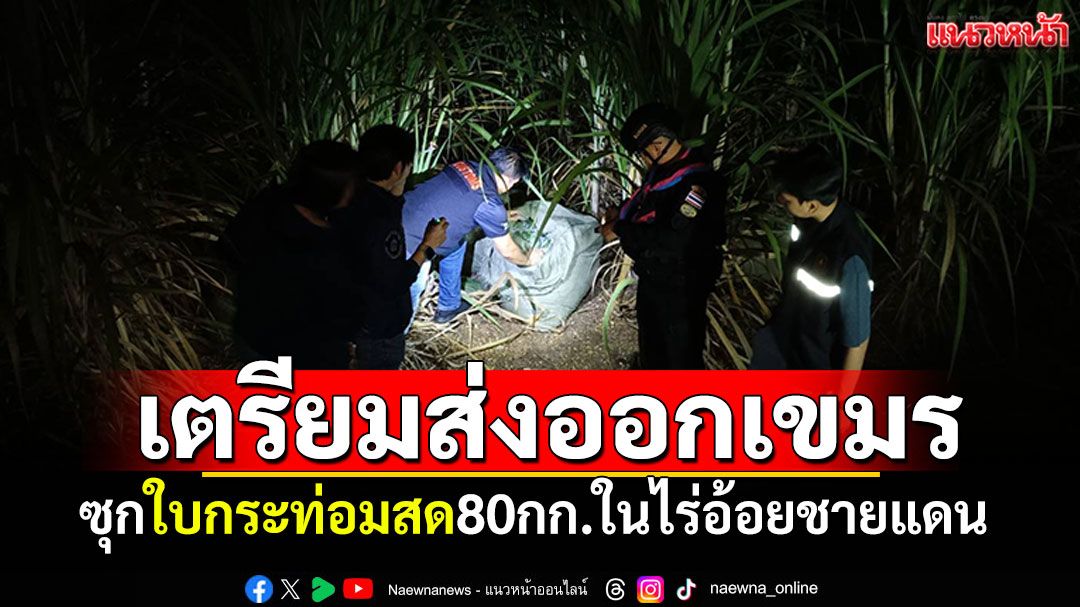 เตรียมส่งออกเขมร! ซุก'ใบกระท่อมสด'80กก. ในไร่อ้อยริมชายแดน
