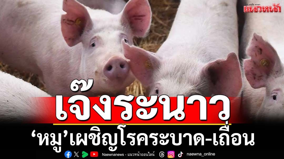 ‘หมู’เผชิญโรคระบาด-ของเถื่อน ผู้เลี้ยงรายเล็กเจ๊งระนาว