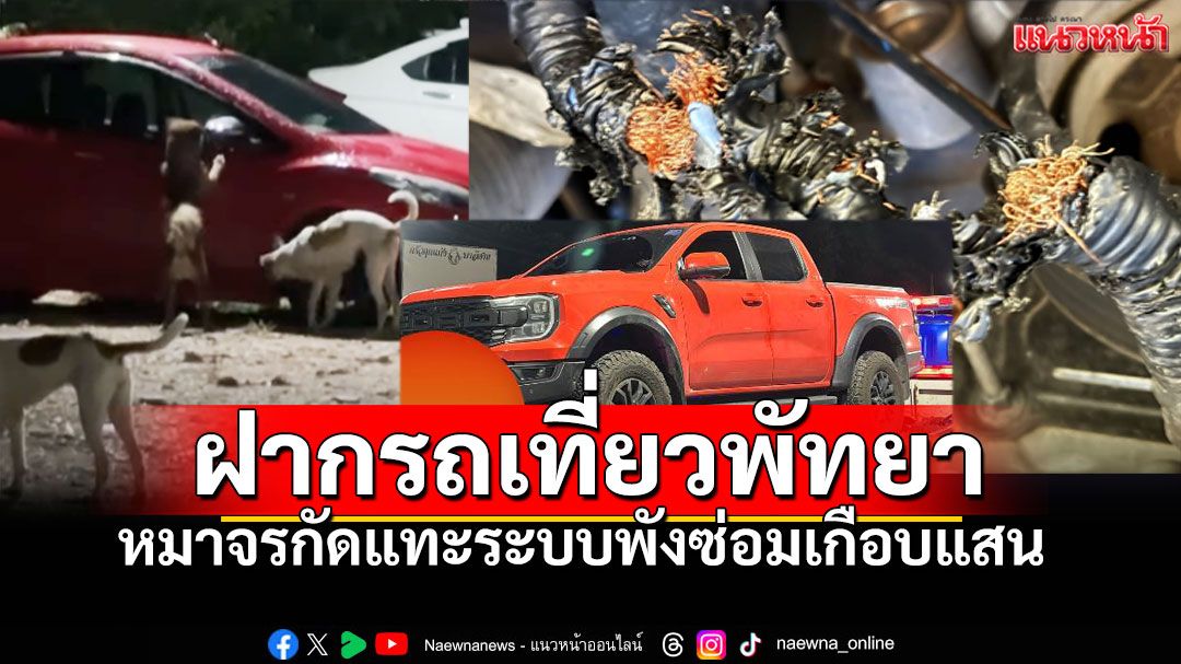 หนุ่มเตือนภัยถูก'ฝูงหมาจร' รุมกัดสายไฟพังยับ เสียหายเกือบแสน จอดรถเที่ยวพัทยา