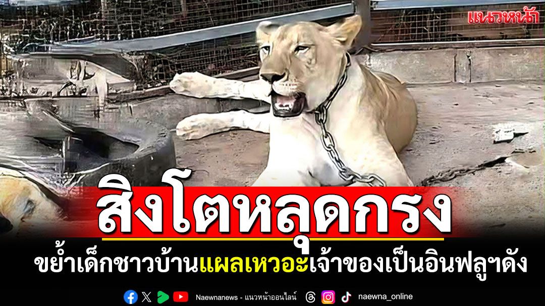 สิงโตหลุดกรง! ขย้ำเด็กชาวบ้านเป็นแผลเหวอะ พบเจ้าของเป็นอินฟลูฯชื่อดัง