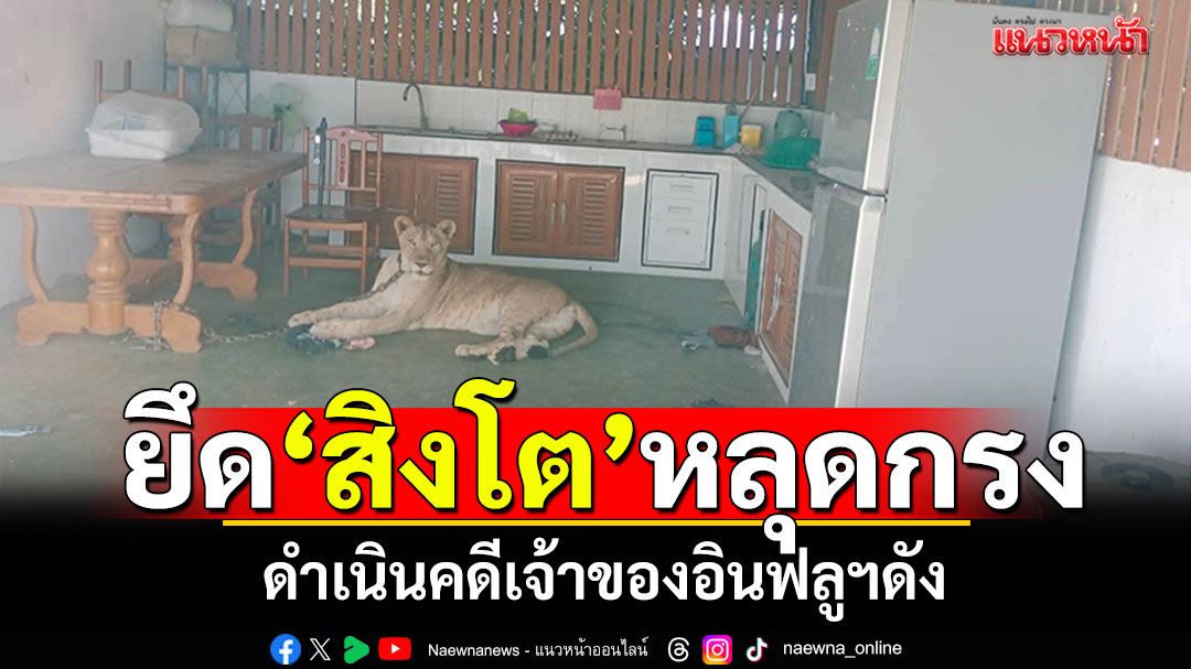 ยึด'สิงโต'ส่งบึงฉวาก! หลุดกรงขย้ำเด็ก ดำเนินคดีเจ้าของ'อินฟลูฯดัง'
