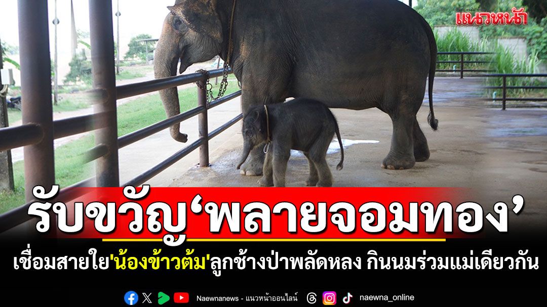 สวนนงนุชรับขวัญ'พลายจอมทอง' เชื่อมสายใย'น้องข้าวต้ม'ลูกช้างป่าพลัดหลง กินนมร่วมแม่เดียวกัน