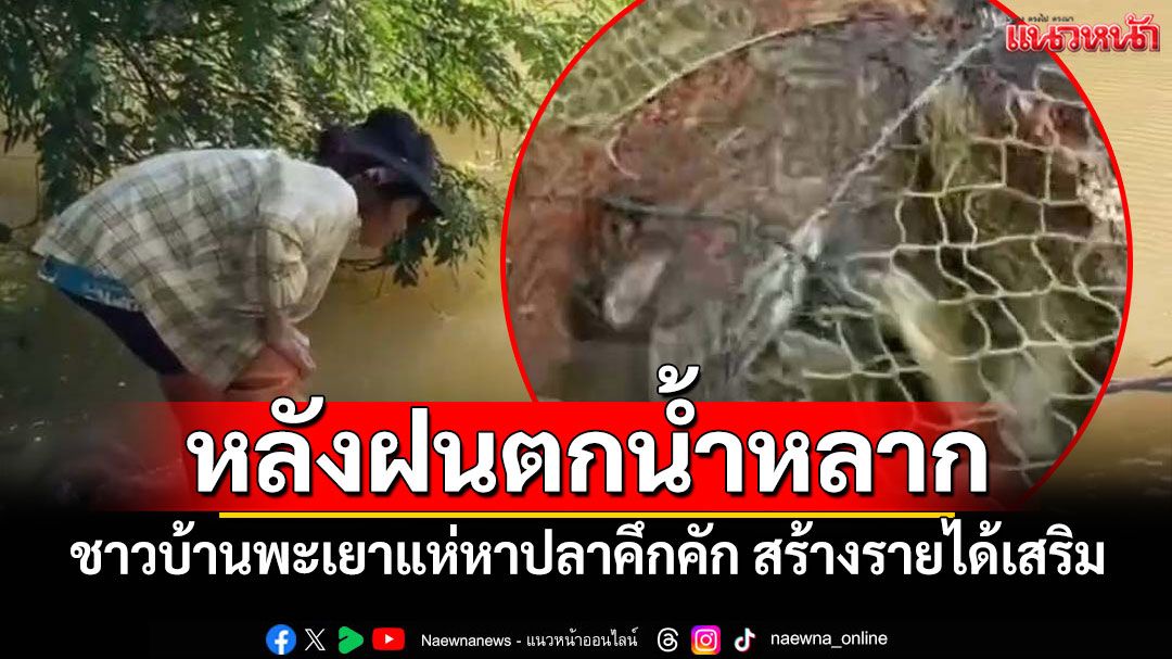 หลังฝนตกน้ำหลาก! ชาวบ้านพะเยาแห่หาปลาคึกคัก สร้างรายได้เสริม