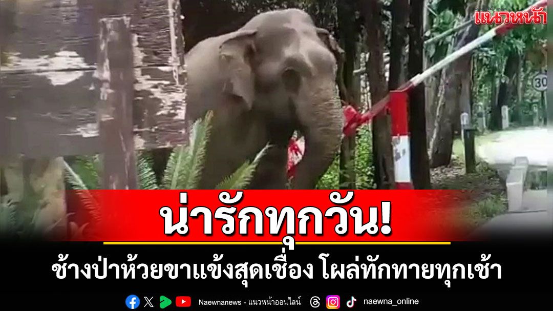 น่ารัก! 'น้องช้างห้วยขาแข้ง' แวะทักทายด่านตรวจทุกเช้ามืด เจ้าหน้าที่ต้องรีบบริการ 'เชิญครับพี่ ๆ'