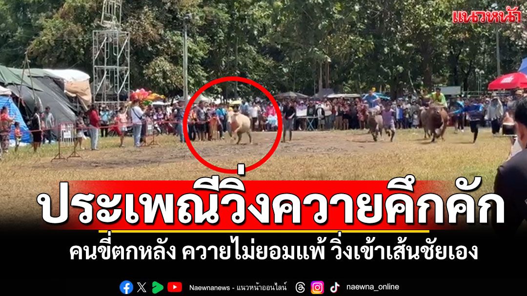 ประเพณีวิ่งควายสนุกคึกคัก คนขี่ตกหลังควาย ควายไม่ยอมแพ้ วิ่งเข้าเส้นชัยเอง