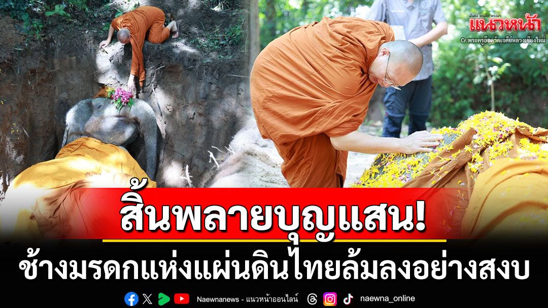 สิ้น! 'พลายบุญแสน'ล้มลงอย่างสงบในวันออกพรรษา ปิดตำนานช้างมรดกของแผ่นดิน
